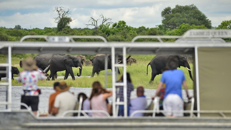 view animals at national park