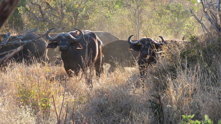 Buffalo herd at Masai Mara