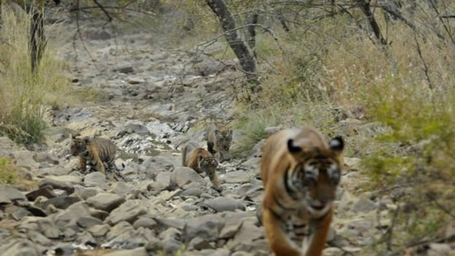 tiger and cubs