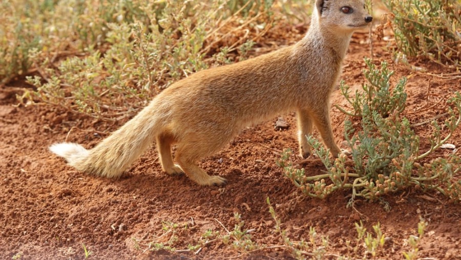 Yellow Mongoose