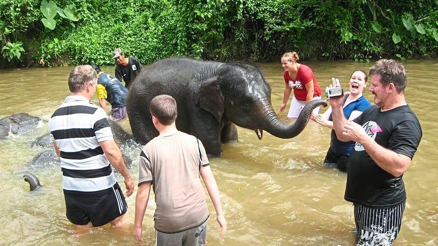 Elephants in the river