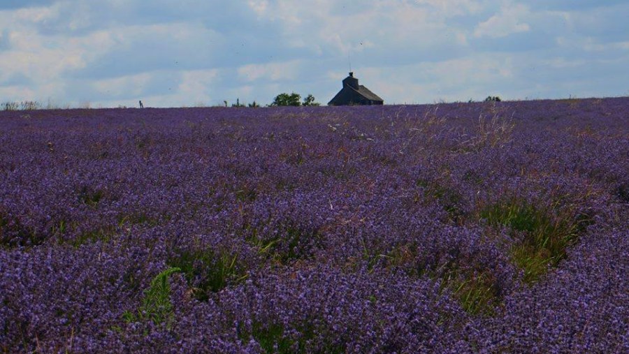 The Lavender fields