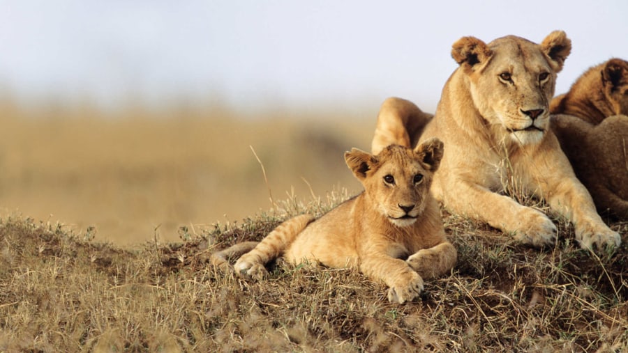 Lion Pride in Masai Mara