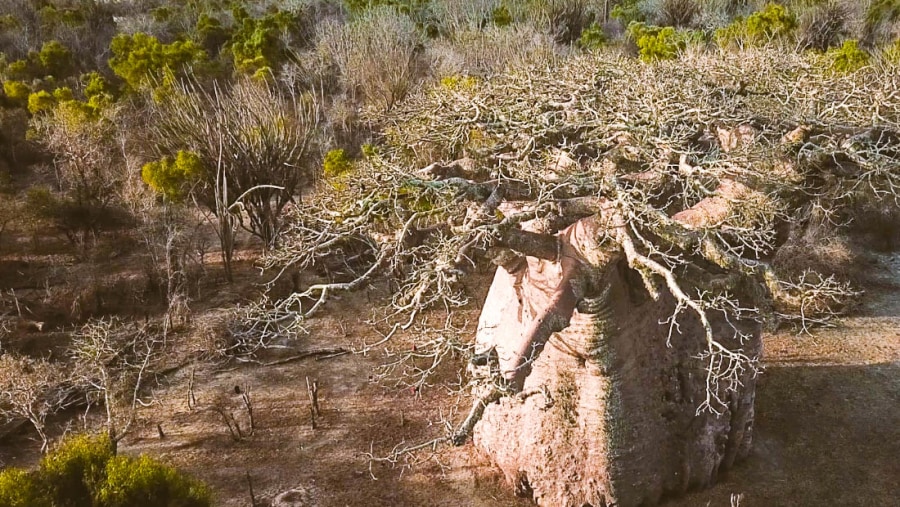 Baobab Trees