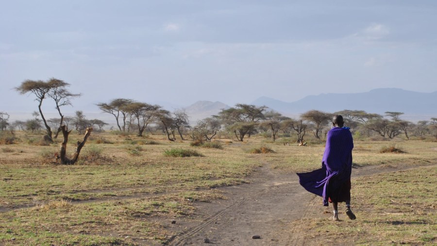 The scenic landscapes of Serengeti plains