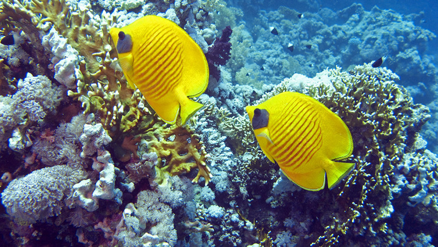 Butterfly Fish at Ras Mohamed National Park