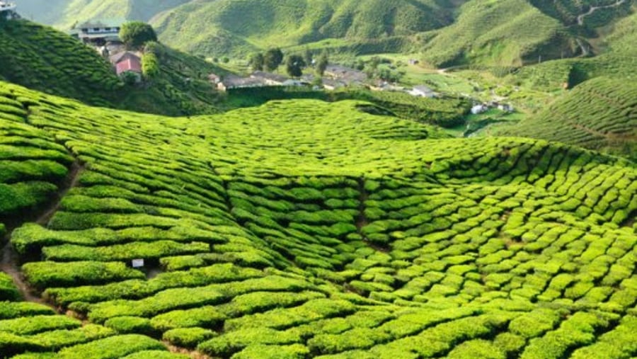See the Tea Plantations