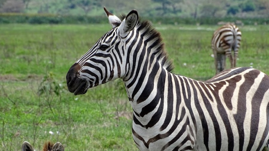 Zebras At Ngorongoro Crater