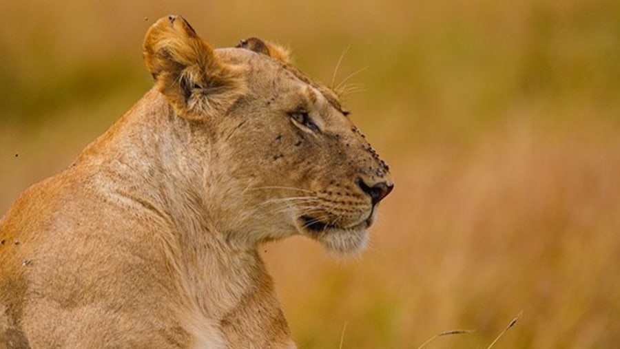 The King of the Jungle in Masai Mara