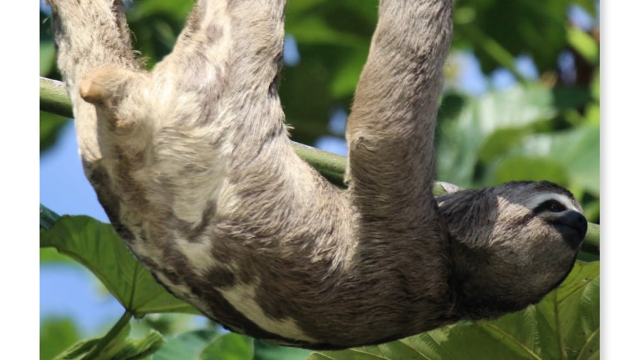 Spot Sloths at the National Reserve