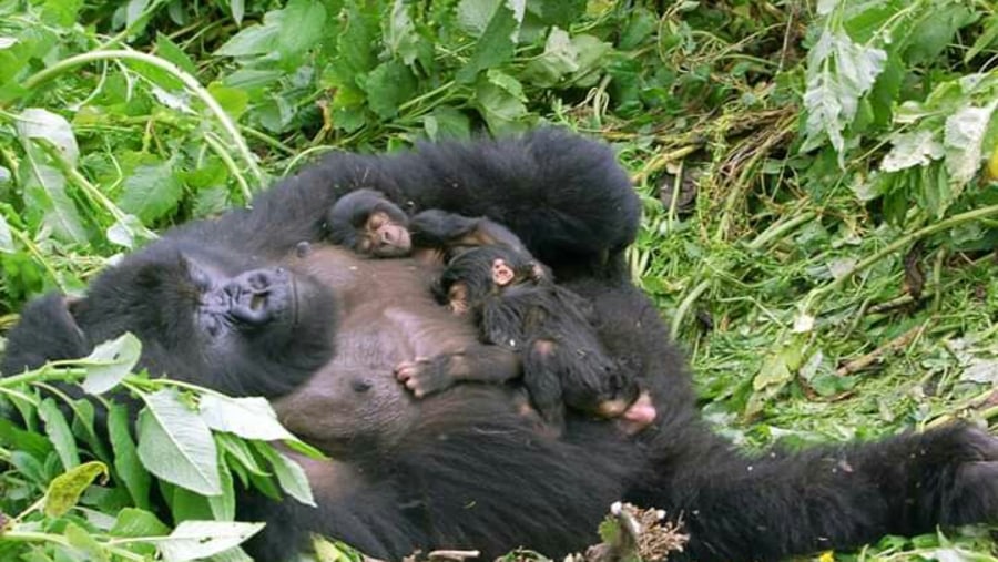 Spot Gorillas on Gorilla trekking