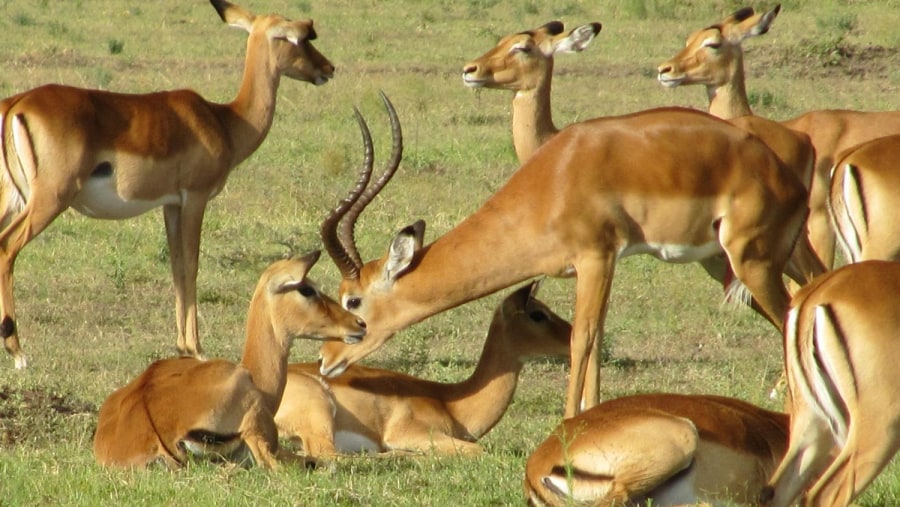 Group of Impalas Nairobi National Park
