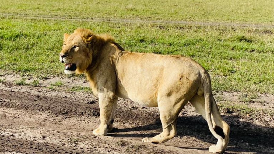 Lion seen on safari in Kenya