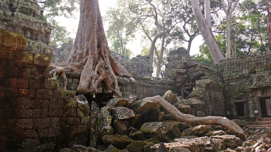 Ta Prohm Temple Ruins In Cambodia