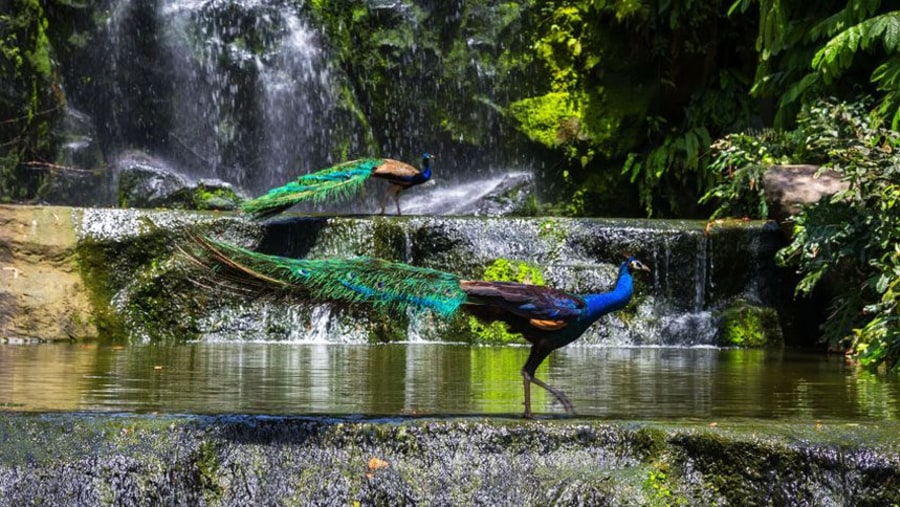 Visit Kuala Lumpur Bird Park