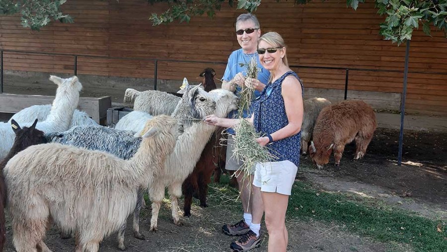 Alpaca wool production in Chile