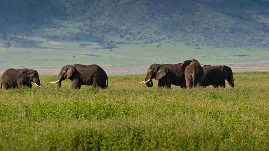 Elephants Herds At Ngorongoro Crater