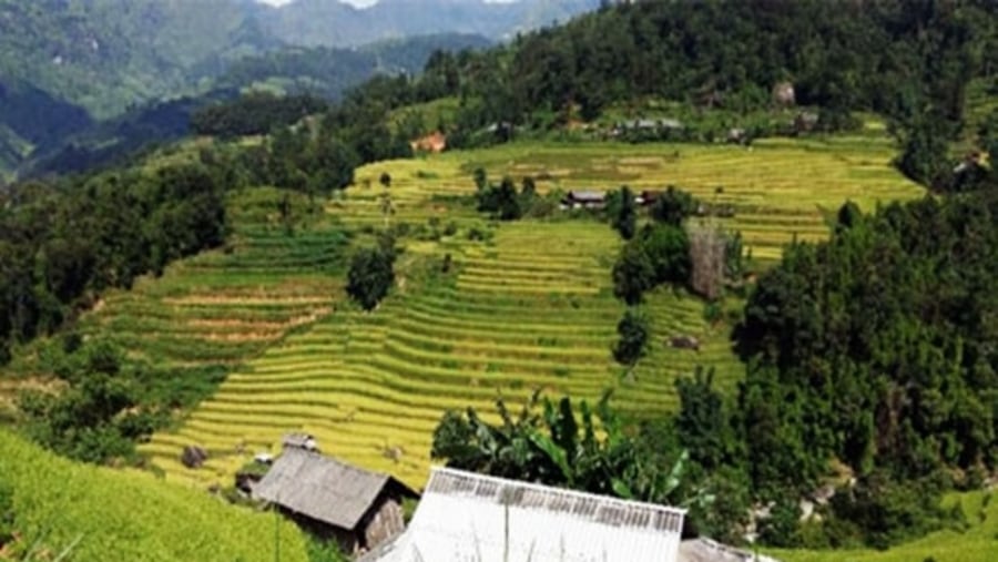 View of terraced fields in Lau Thi Ngai