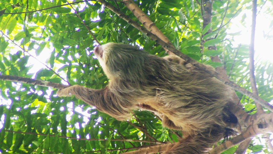 Two-toed sloths