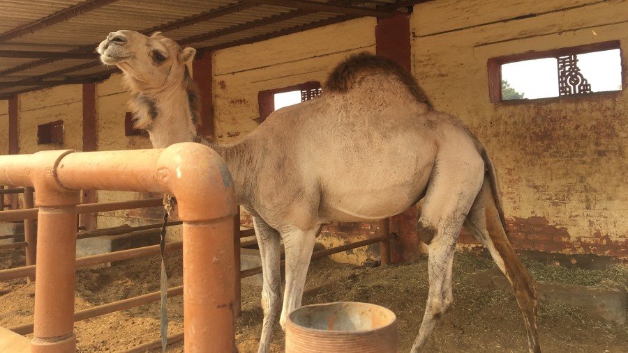 Meet Camels On Your Trip to Bikaner!