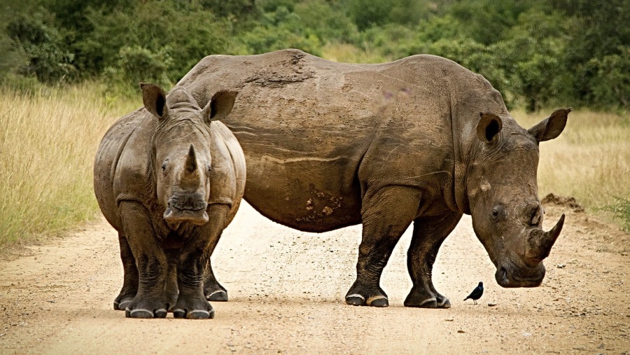 Serengeti National Park Rhinos