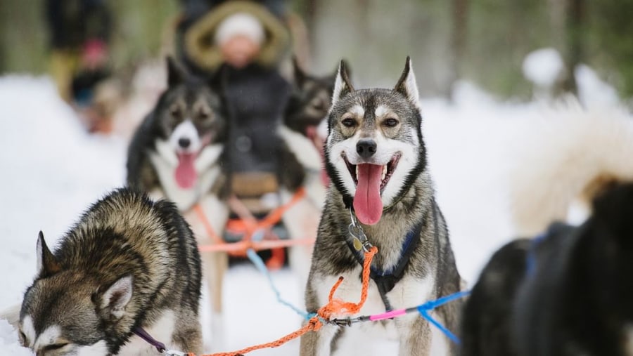 Husky Sled