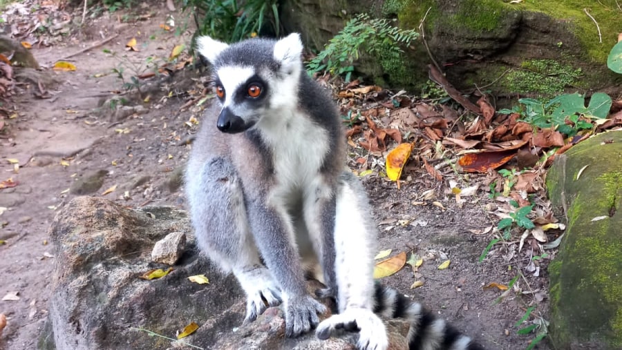 Spot Lemurs in the wilderness