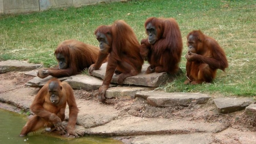 Orangutans In a Group