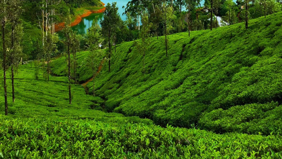 Tea plantations