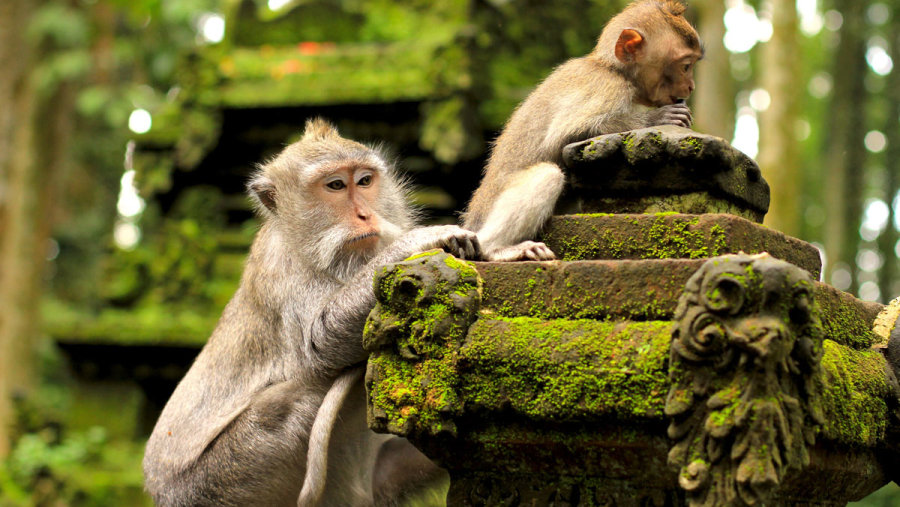 Visit the Sacred Monkey Forest in Bali, Indonesia