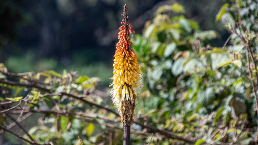 Red Hot Pocker in Bale Mountains National Park, Ethiopia