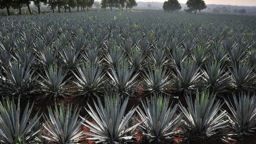 Blue Agave Fields Mexico
