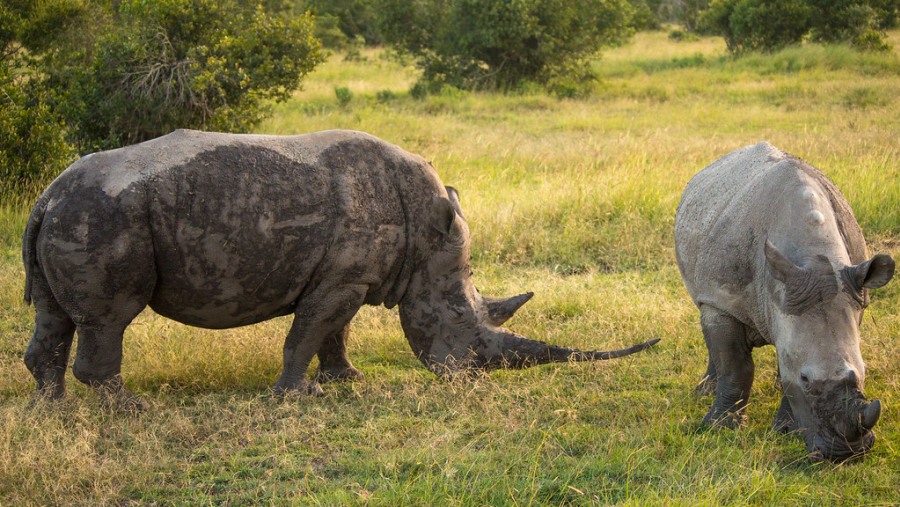 Rhinos at Ol Pejeta Conservancy