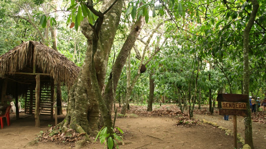 Hacienda Cufa