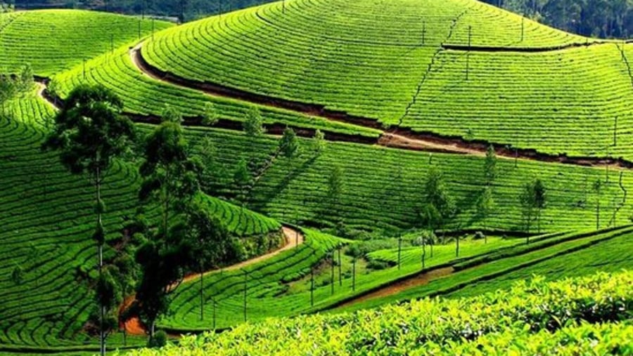 Tea Plantation