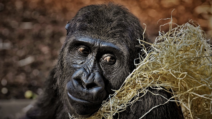 Gorilla Tracking