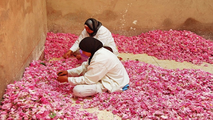 Morocco - Festival of Roses