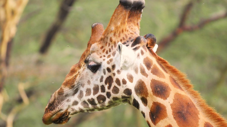 See the long-necked giraffe