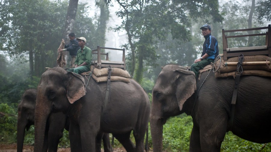 Elephant Ride at Chitwan National Park