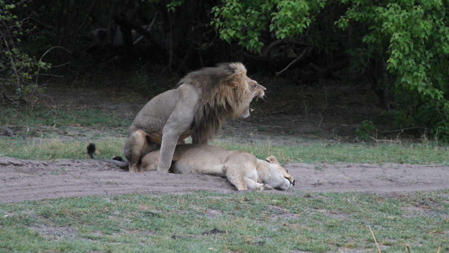 Lion and Lioness in Moremi