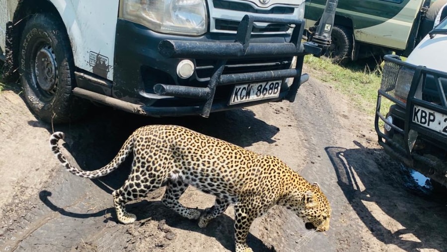 Cheetahs spotted during the safari