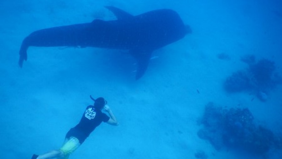 Swimming with Whale Sharks in Tanawan