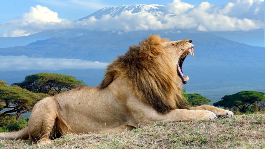 Roaring Lion at Amboseli National Park