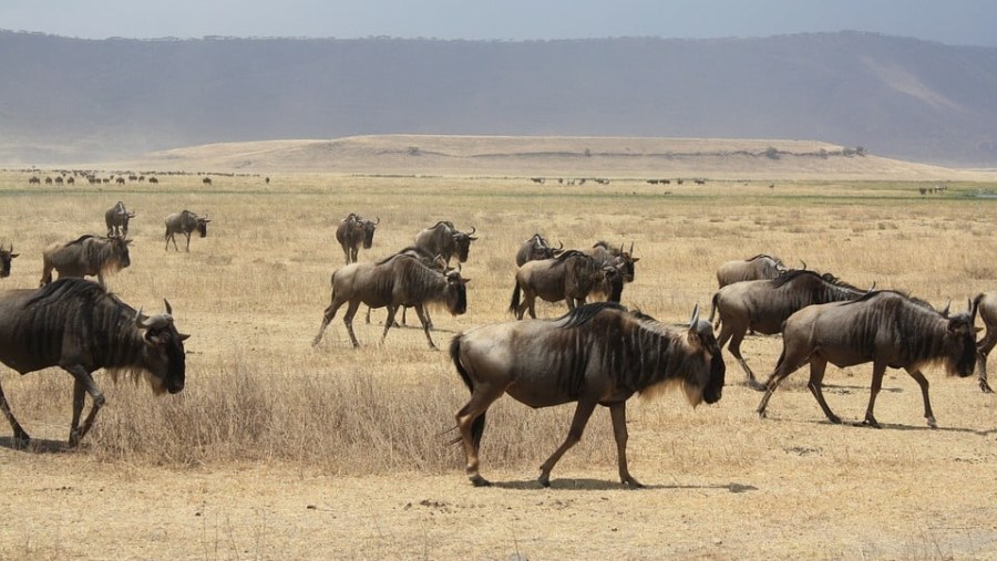 Herds of wilderbeests