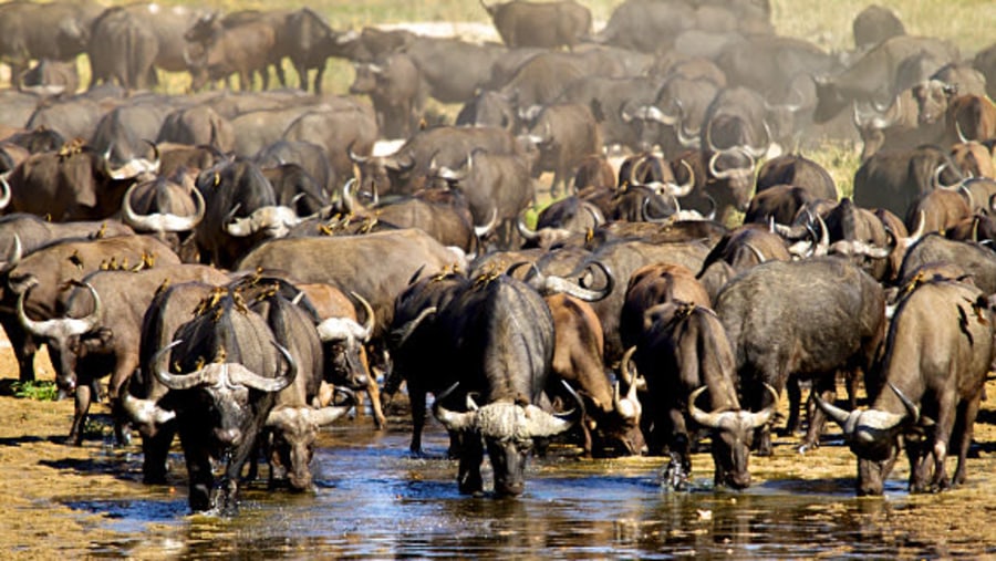 African buffaloes drinking water at the Ruaha River