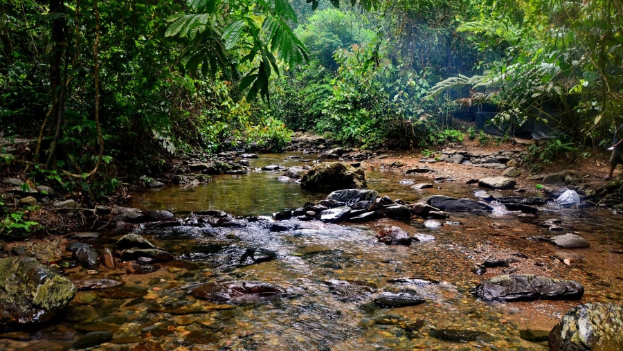 Explore the Jungles of Indonesia