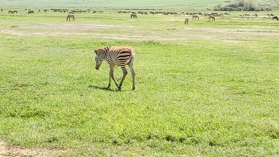 Spot Zebras at Arusha National Park