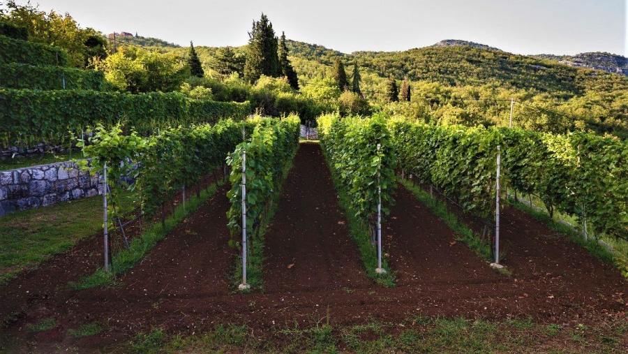 Local vineyard - Monte Mare Travel