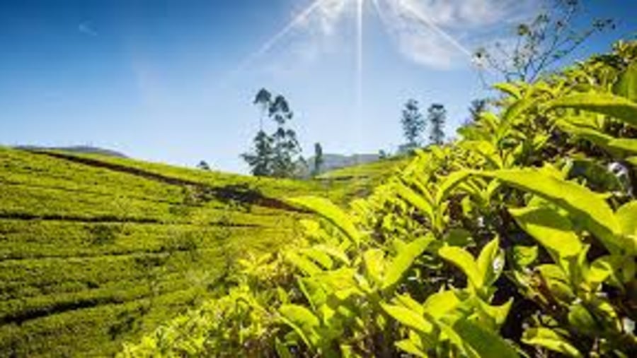 Tea Gardens, Sri Lanka