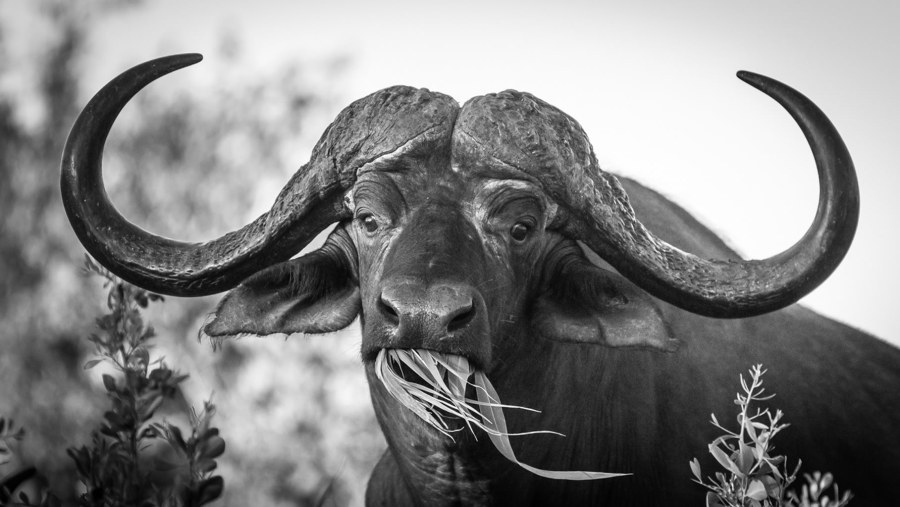 Marvel at the Great Wild Bison